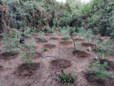 Εντοπίστηκε φυτεία δενδρυλλίων κάνναβης στην Κορινθία