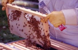 Προγράμματα αντικατάστασης κυψελών και μετακινήσεων μελισσοσμηνών
