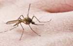 Μέτρα προφύλαξης &amp; καταπολέμησης των κουνουπιών