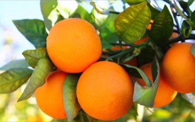 Συνεταιρισμοί, εξαγωγείς νωπών φρούτων και χυμοποιοί ζητούν να συμπεριληφθούν τα πορτοκάλια στα προϊόντα συνδεδεμένης ενίσχυσης, στο πλαίσιο της νέας ΚΑΠ 2021 – 2027