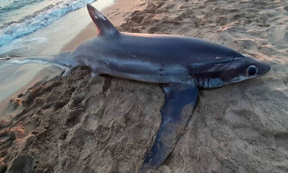 Ηλεία: Νεκρός αλεποκαρχαρίας ξεβράστηκε στην παραλία της Ζαχάρως