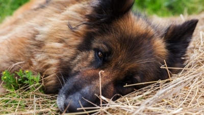 Ο Δήμος Ξυλοκάστρου - Ευρωστίνης καταδικάζει τη δηλητηρίαση αδέσποτων ζώων