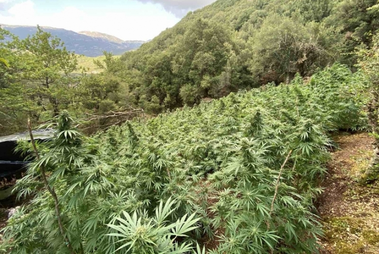 Εντοπίστηκε οργανωμένη φυτεία δενδρυλλίων κάνναβης σε ορεινό χωριό των Καλαβρύτων