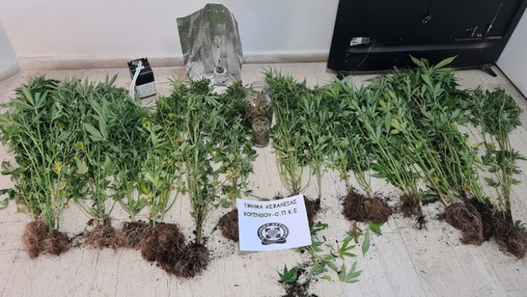Σύλληψη 35χρονου στην Κορινθία που καλλιεργούσε 20 δενδρύλλια κάνναβης