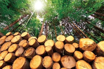 Γενική Γραμματεία Δασών: Προτεραιότητα η επάρκεια καυσόξυλων σε προσιτή τιμή