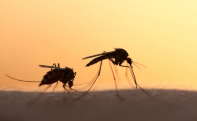Ημερίδα για τη διαχείριση και αντιμετώπιση του προβλήματος των κουνουπιών