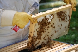Ενημέρωση της Δ/νση Αγροτικής Οικονομίας και Κτηνιατρικής Π.Ε ΑΡΚΑΔΙΑΣ σε μελισσοκόμους