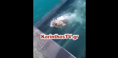Ισθμός της Κορίνθου: Σκυλάκι προσπαθεί να σωθεί  ενώ κατεβαίνει η βυθιζόμενη γέφυρα (vid)
