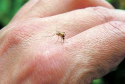 Ενημερώσει για μέτρα προστασίας από τα κουνούπια από το Δήμο Άργους Μυκηνών