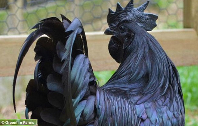 cemani
