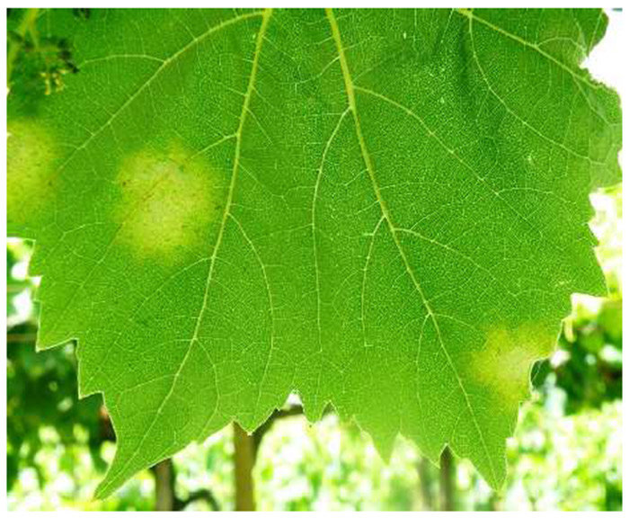 kylidesi peronosporos