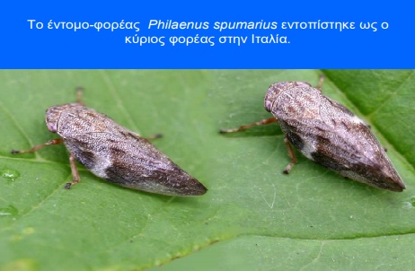 philaenus edomo