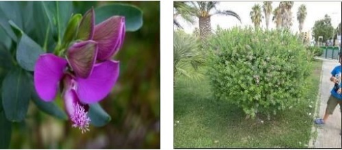 polygala