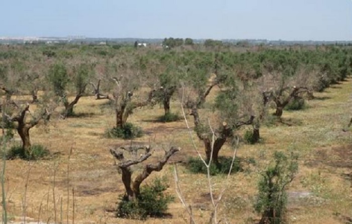 xylella elia