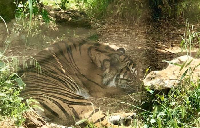 attiko parko tigris