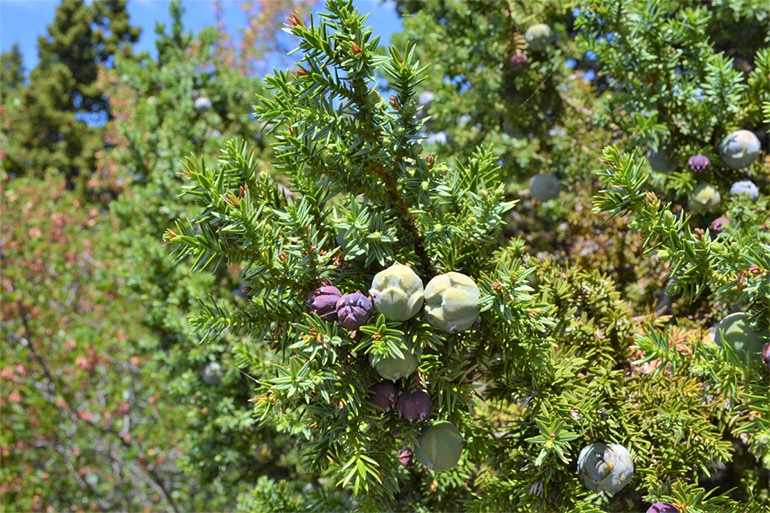 Juniperus drupacea Labill _ Πάρνωνας - Μονή Μαλεβής