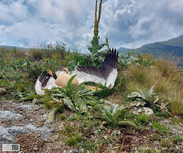 pelek3