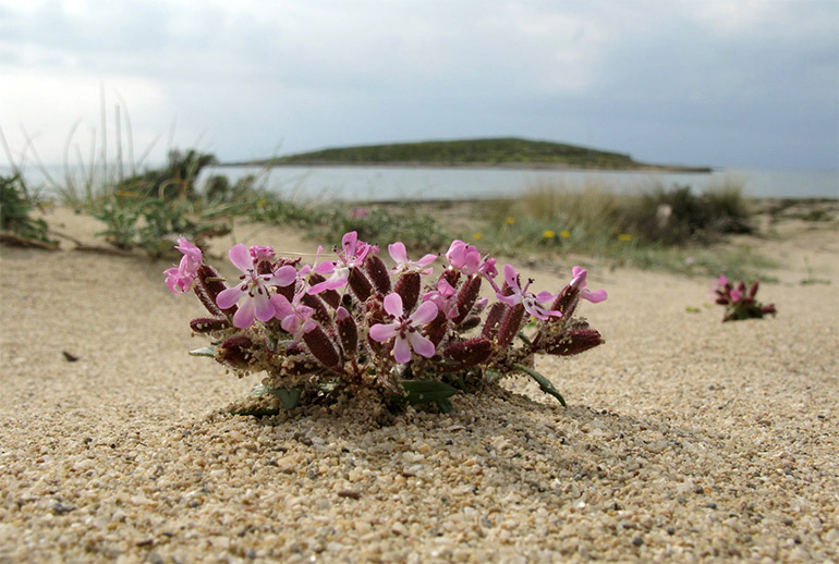 saponaria fyto