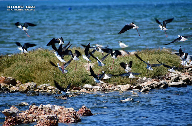 ARGOLIDA NAFPLIO BIRDS KALAMOKANAS METANSTEYSH1