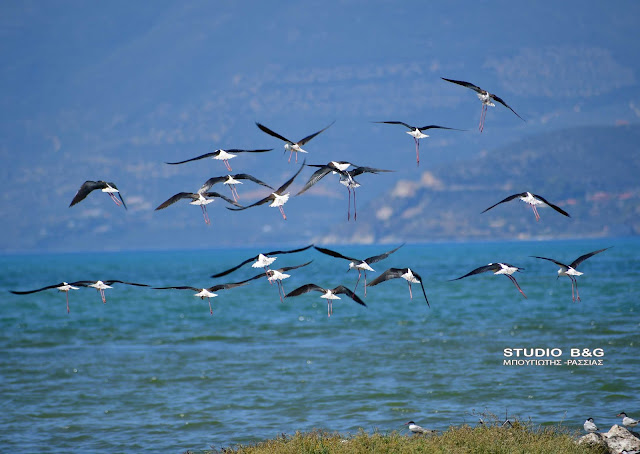 ARGOLIDA NAFPLIO BIRDS KALAMOKANAS METANSTEYSH6