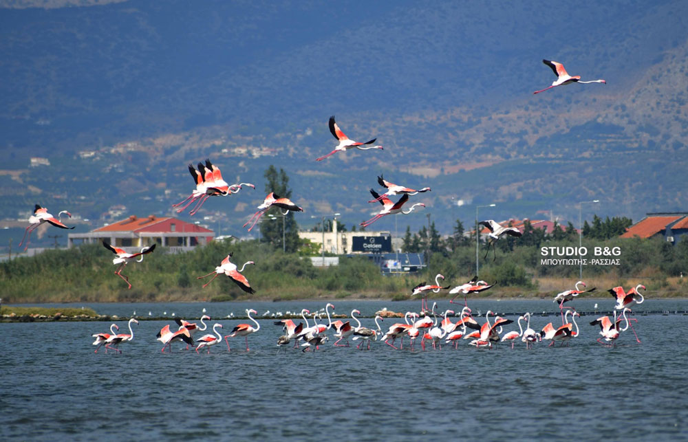 NAFPLIO FLAMINGKO12