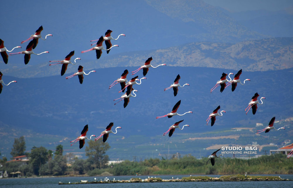 NAFPLIO FLAMINGKO15