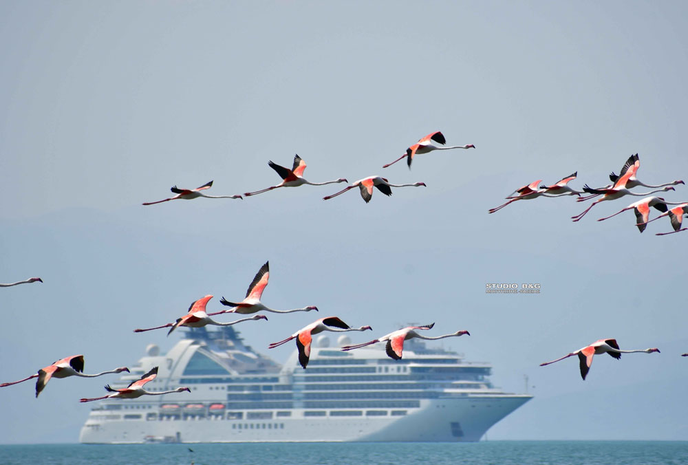 NAFPLIO FLAMINGKO8
